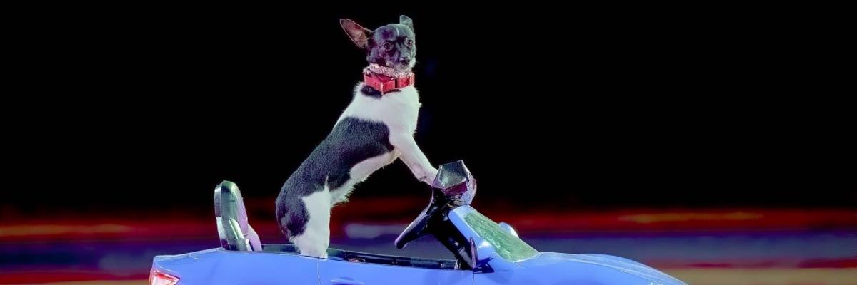 PUPPY PALS LIVE